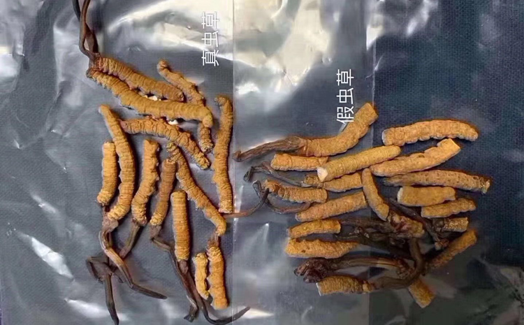 真假断冬虫夏草图片对比图片