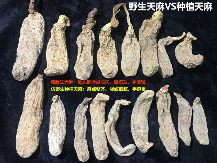 野生天麻与人工种植天麻区别鉴定图片