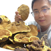 桑黄