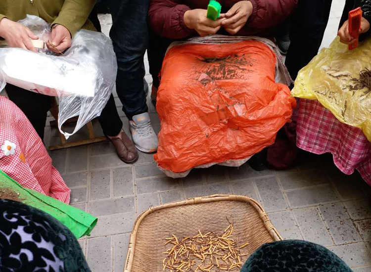 虫草市场上冬虫夏草刷土的图片