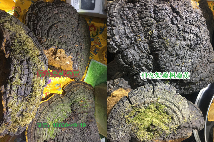 秦岭桑树桑黄和神农架桑树桑黄