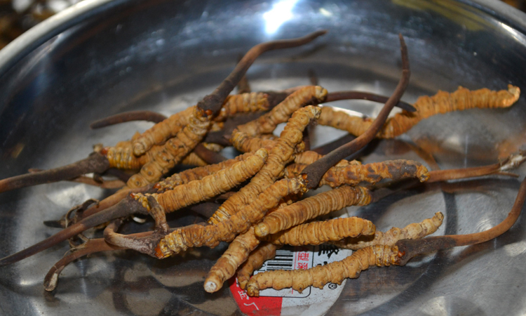 新鲜冬虫夏草图片