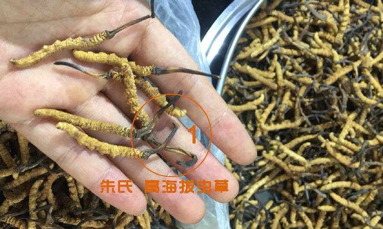 高海拔虫草图片