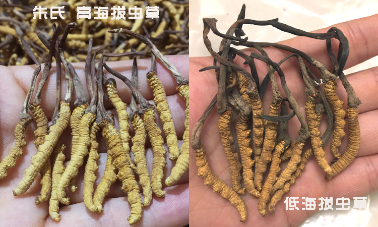 高海拔虫草与低海拔虫草的区别图片