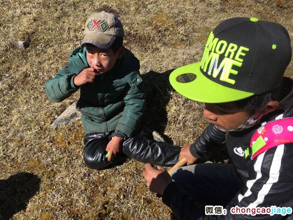 采挖冬虫夏草的藏族男孩图片