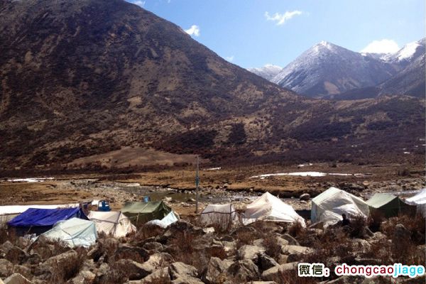 虫草山脚下的冬虫夏草采挖大军宿营地图片