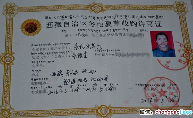 西藏那曲冬虫夏草收购许可证图片