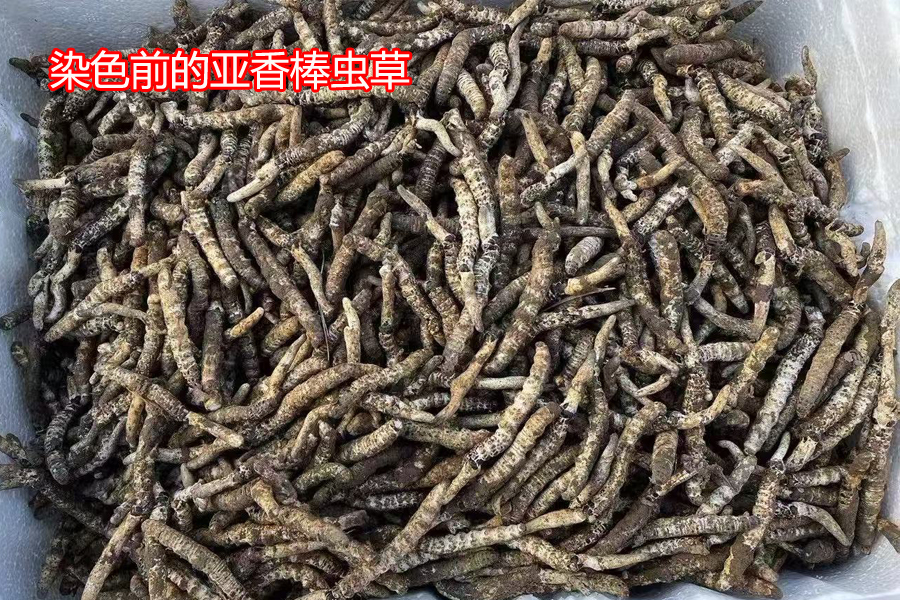染色前亚香棒虫草图片