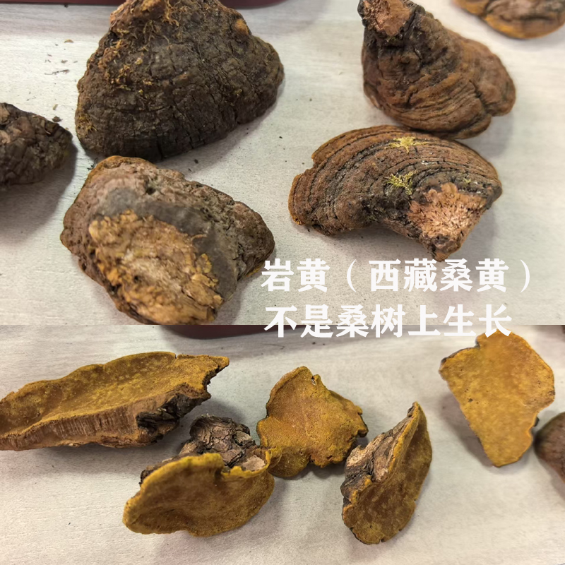 岩黄,常号称西藏桑黄销售 岩黄,常号称西藏桑黄销售