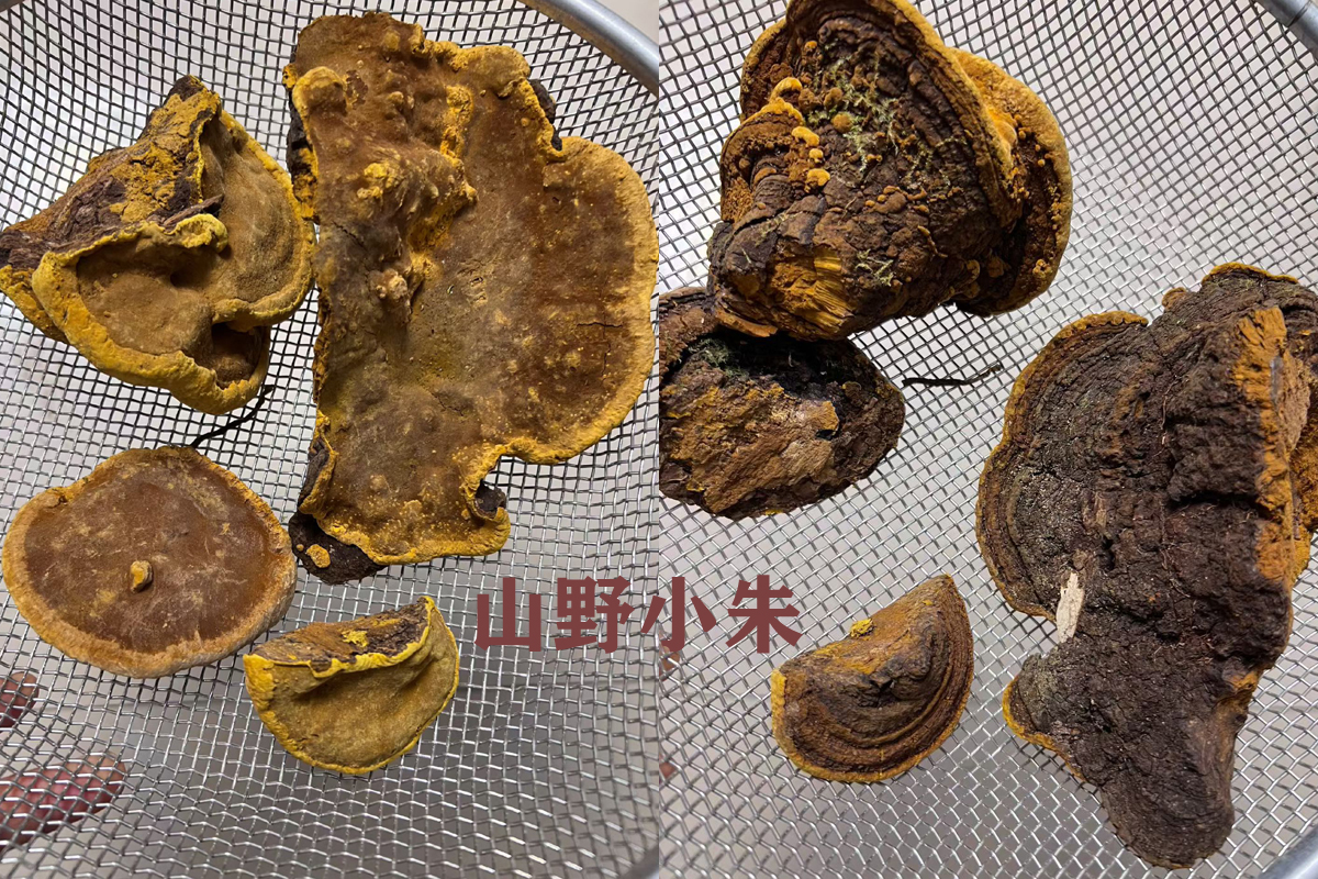 野生桑树桑黄图片3 野生桑树桑黄图片3
