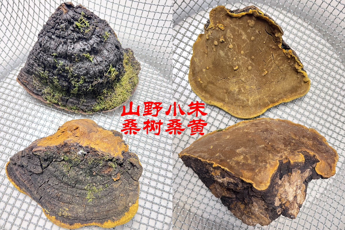 浙江绍兴购买山野小朱桑树桑黄