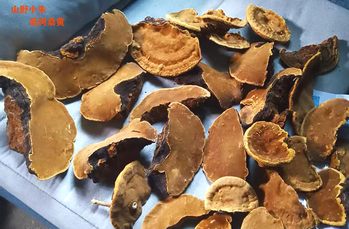 大桑黄与金边小桑黄哪个好