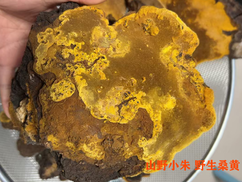 桑黄治疗肺结节思路及配方（AI思路）