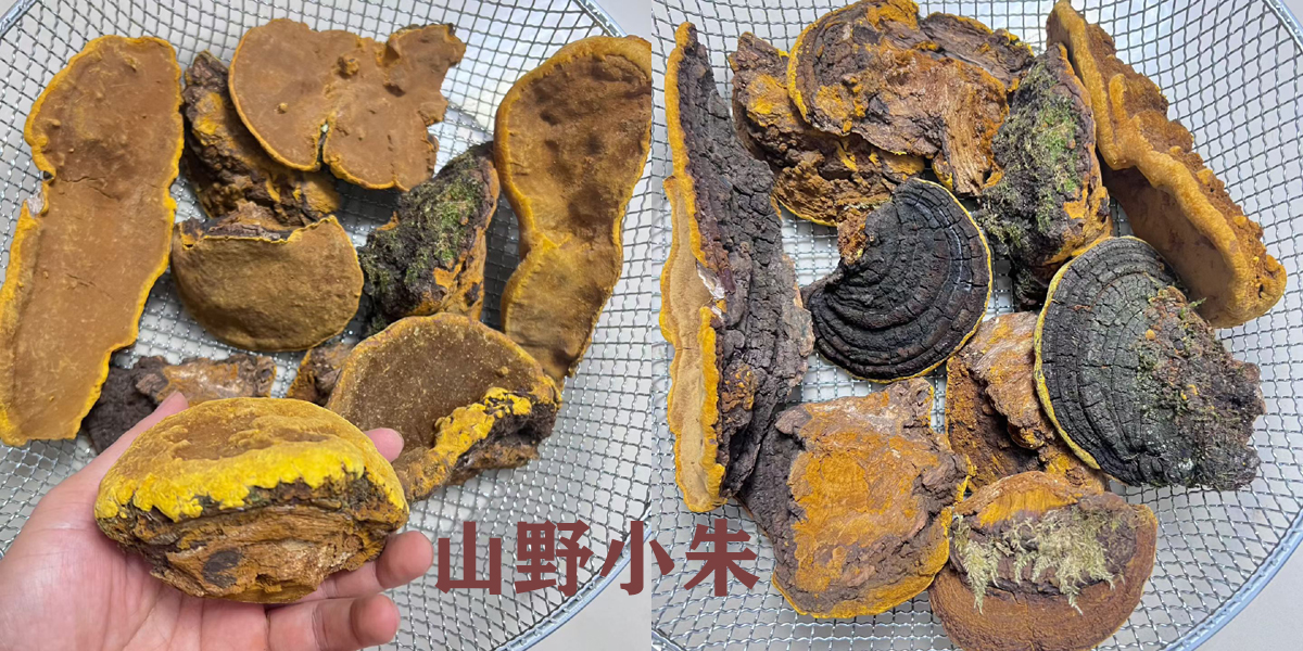 桑黄500克多少钱