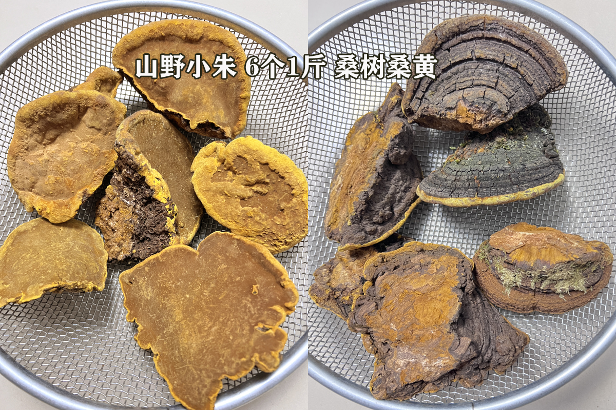 山野小朱桑树桑黄图片 山野小朱桑树桑黄图片
