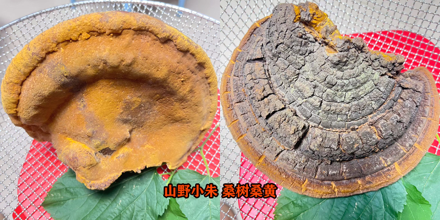 桑树桑黄的功效与作用