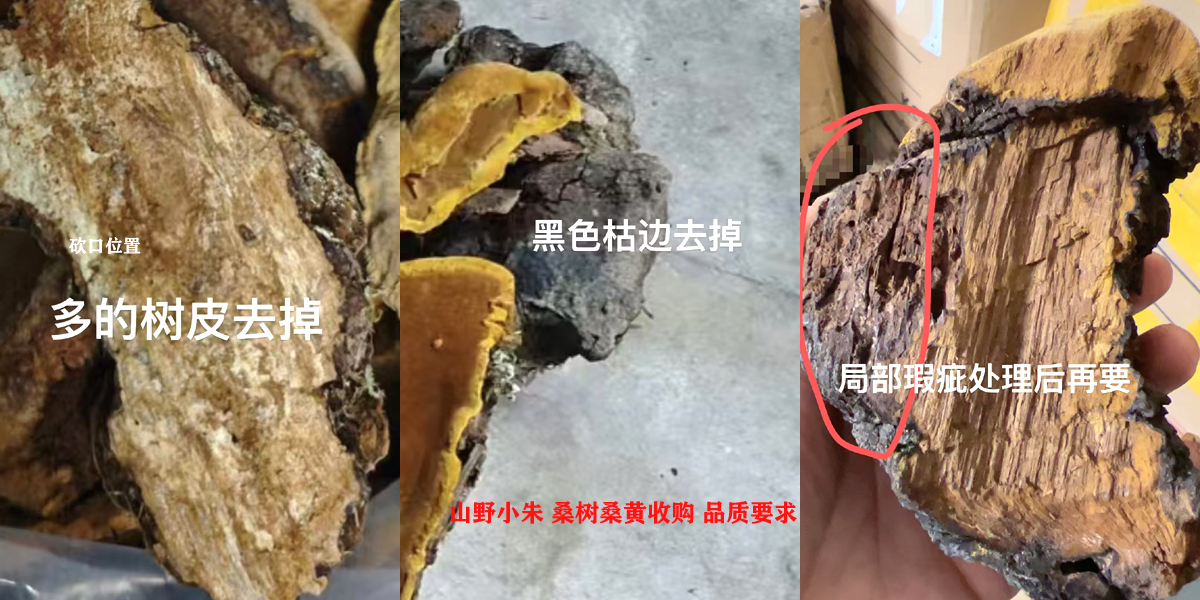 山野小朱桑树桑黄收购品质要求 山野小朱桑树桑黄收购品质要求