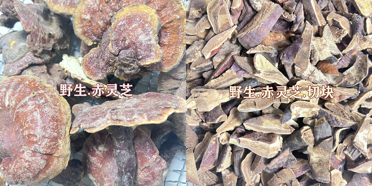 野生赤灵芝图片 野生赤灵芝图片