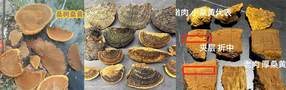 桑黄鉴别：各种桑黄与桑树桑黄的相似与不同