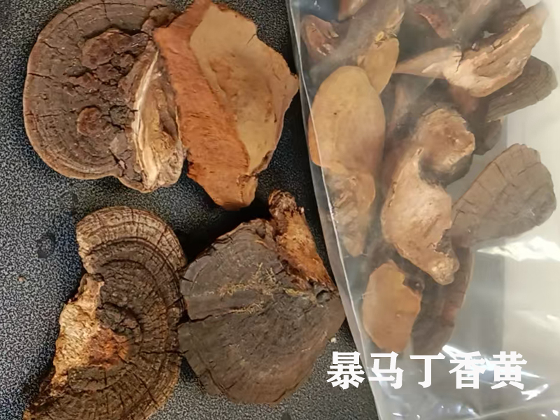 广东中山购买山野小朱桑树桑黄