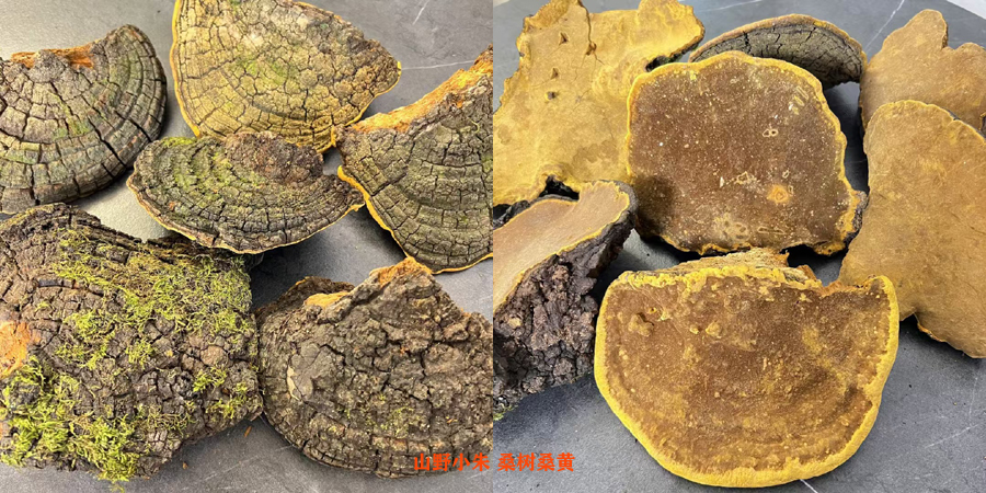 野生桑树桑黄特征说明