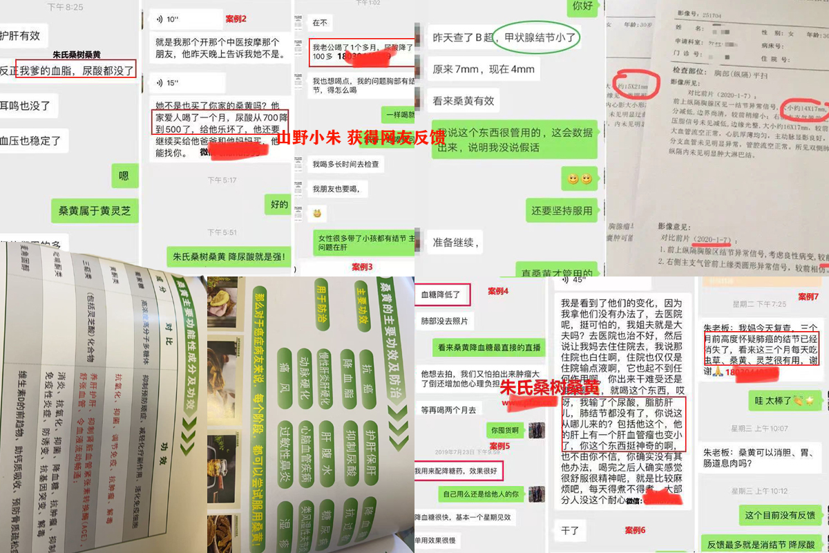 桑树桑黄的效果和作用图片 桑树桑黄的效果和作用图片