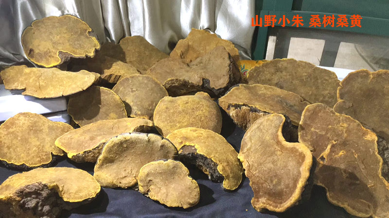西藏桑黄：能让消费者轻信的地理标签