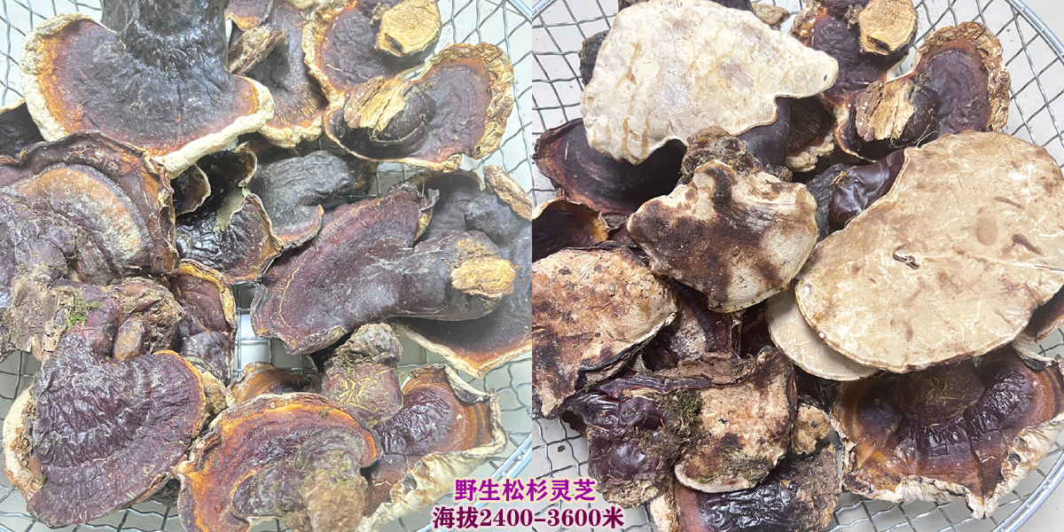 山野小朱 野生松杉灵芝图片 山野小朱 野生松杉灵芝图片