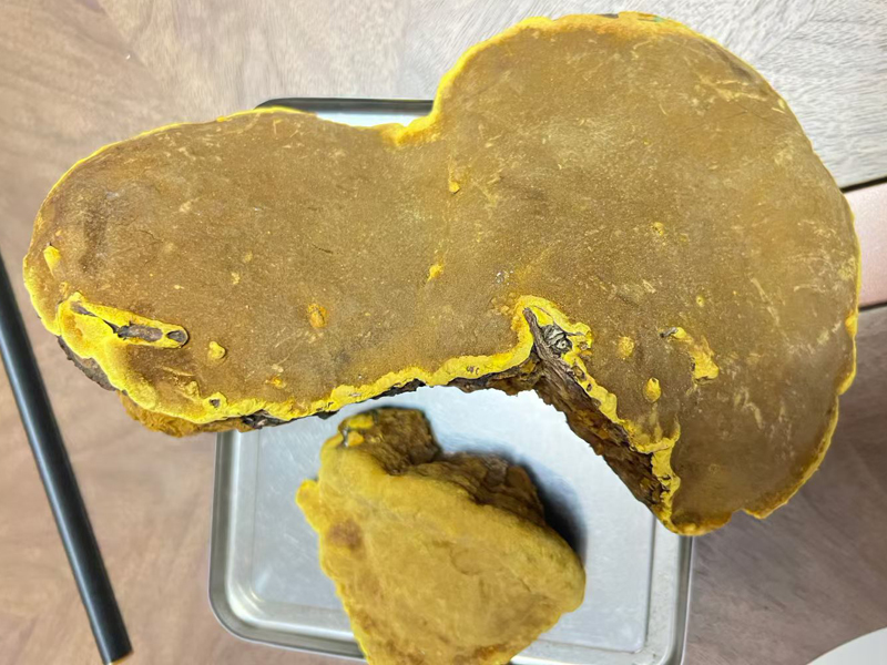 天然桑黄多少钱一斤
