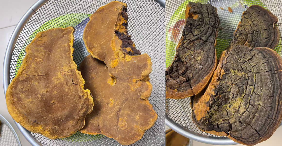 野生桑树桑黄的图片