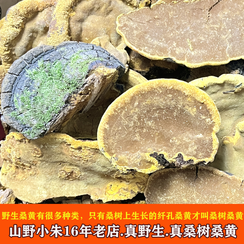 桑黄一定生长在桑树上吗