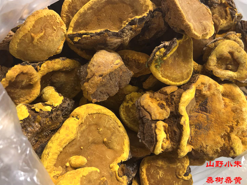 正宗桑黄多少钱一斤 买桑黄小心陷阱