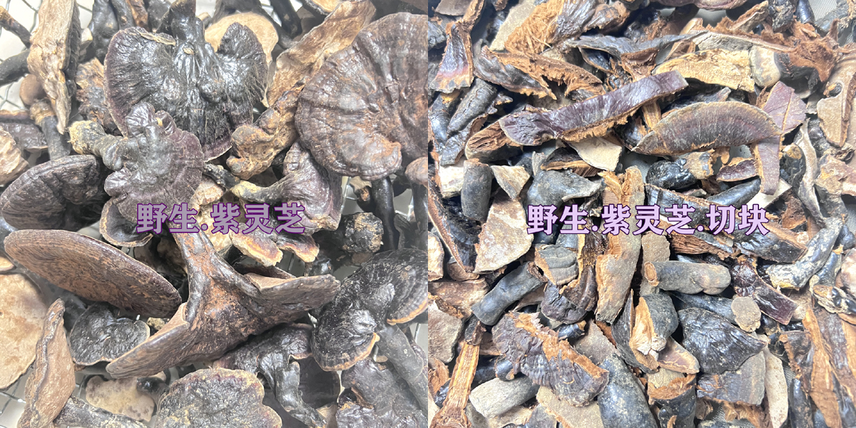 野生紫灵芝图片 野生紫灵芝图片