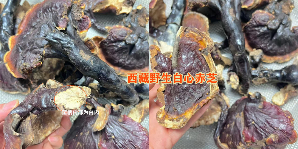 西藏野生白心赤灵芝 西藏野生白心赤灵芝
