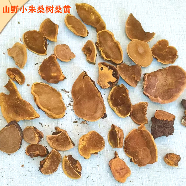 桑黄收购价格和市场价格