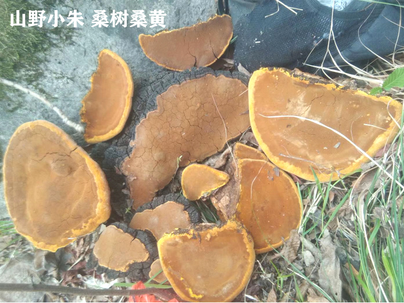 野生桑黄怎么买