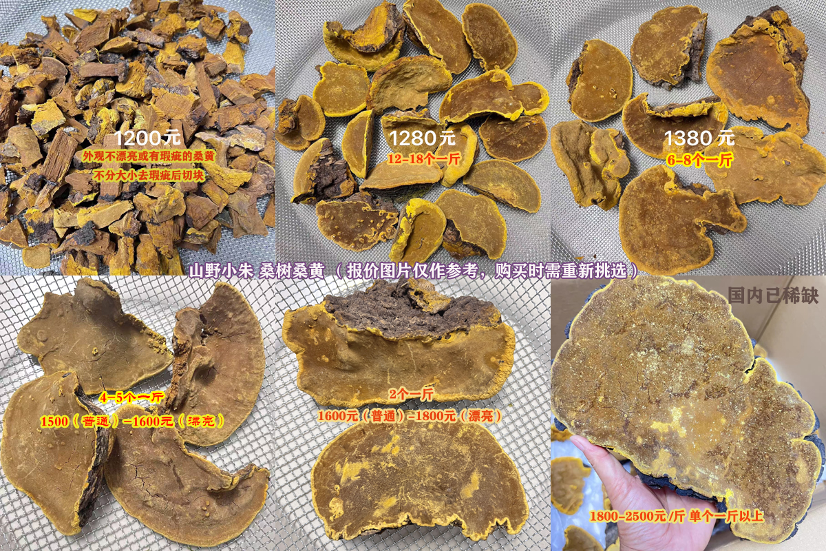 桑树桑黄价格图片 桑树桑黄价格图片