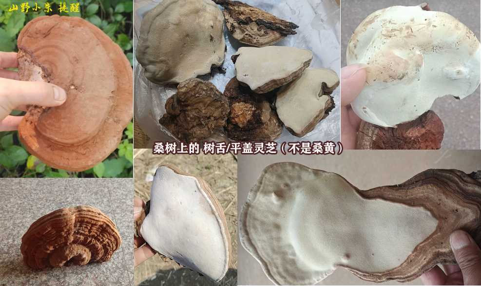 桑树上的平盖灵芝 桑树上的平盖灵芝