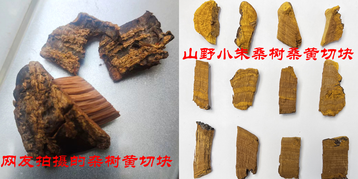 真假桑树桑黄切块对比图片 真假桑树桑黄切块对比图片