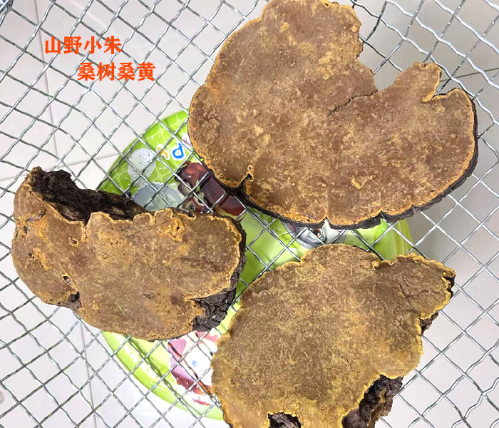 桑黄抗癌真的有效吗?