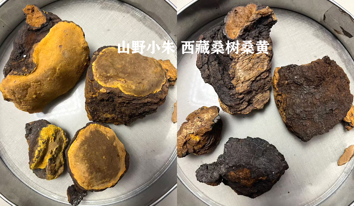 购买桑黄别迷信西藏桑黄