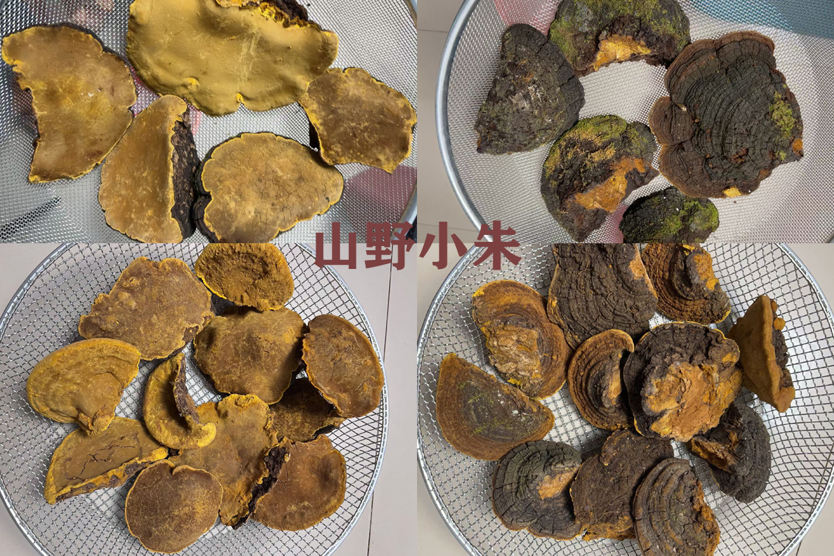 桑黄价格多少钱一公斤
