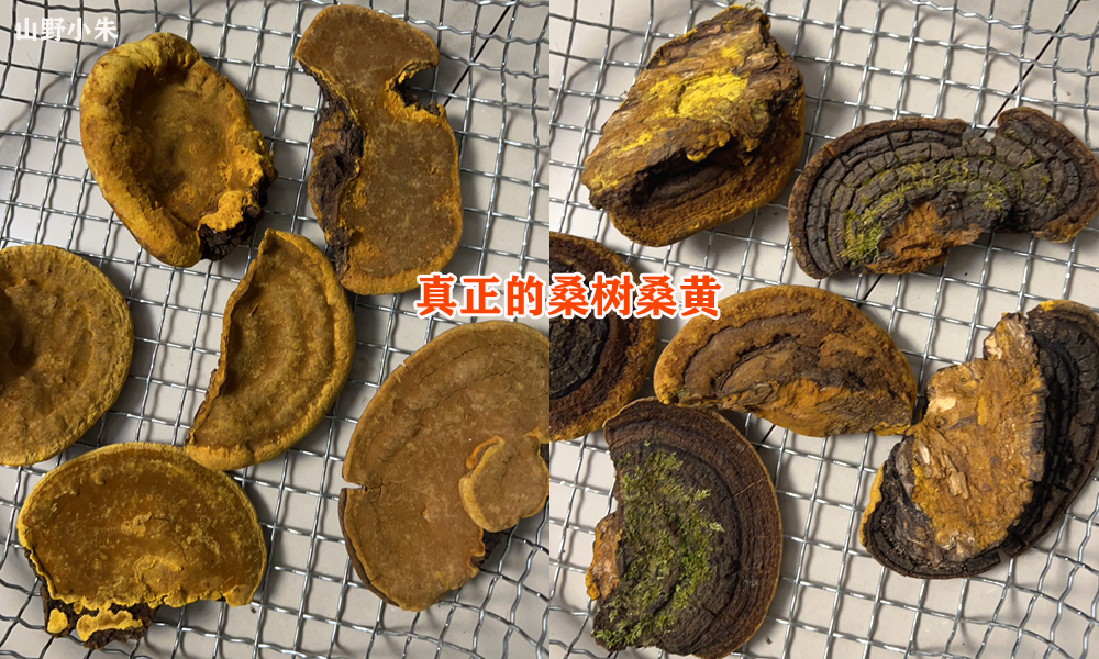 西藏桑黄与长白山桑黄哪个好