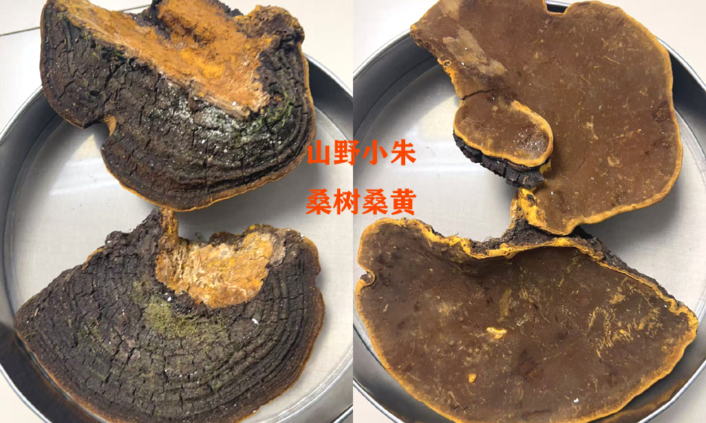 野生桑黄的功效和作用