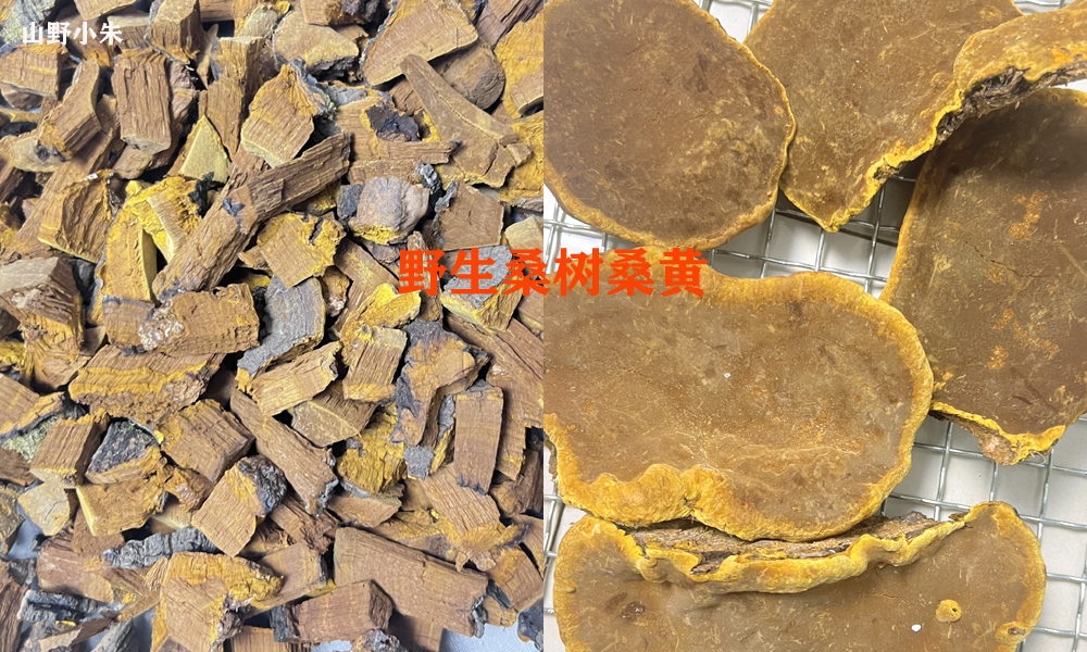 野生桑黄的价格多少钱一斤