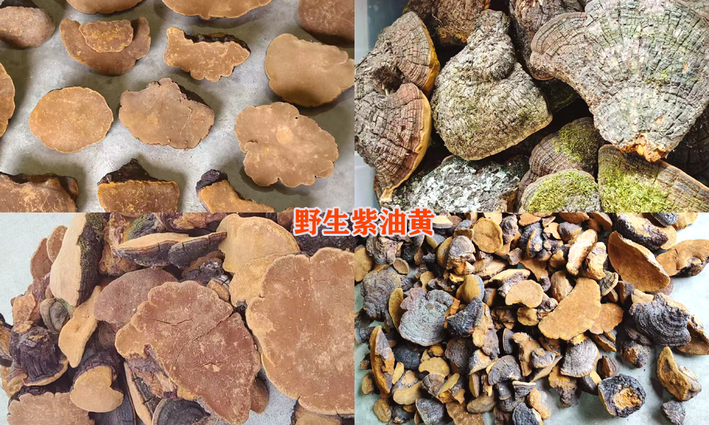 野生紫油黄图片 野生紫油黄图片