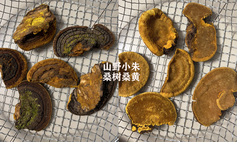 广东佛山顺德网友买桑黄记录
