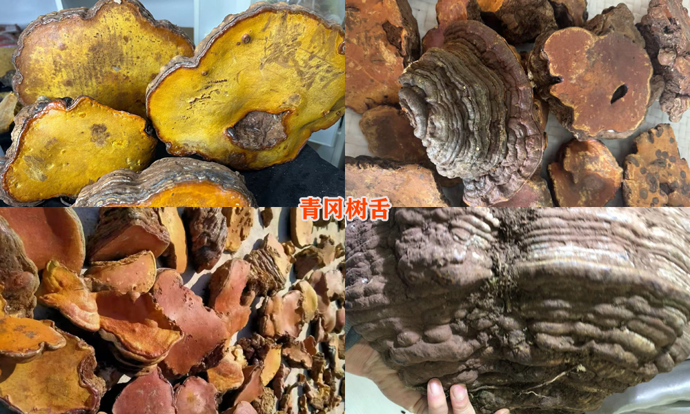 红豆杉灵芝图片 红豆杉灵芝图片
