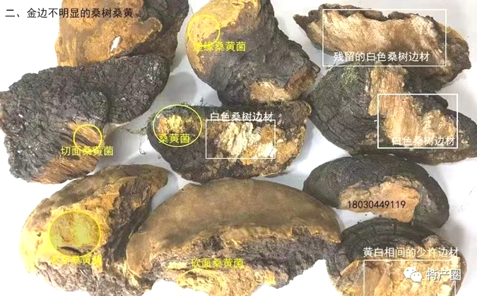 金边不明显的桑树桑黄图片 金边不明显的桑树桑黄图片