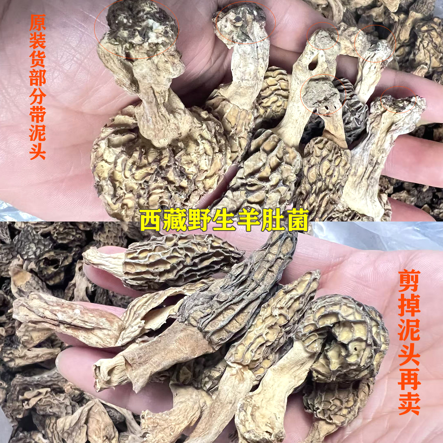 西藏野生羊肚菌